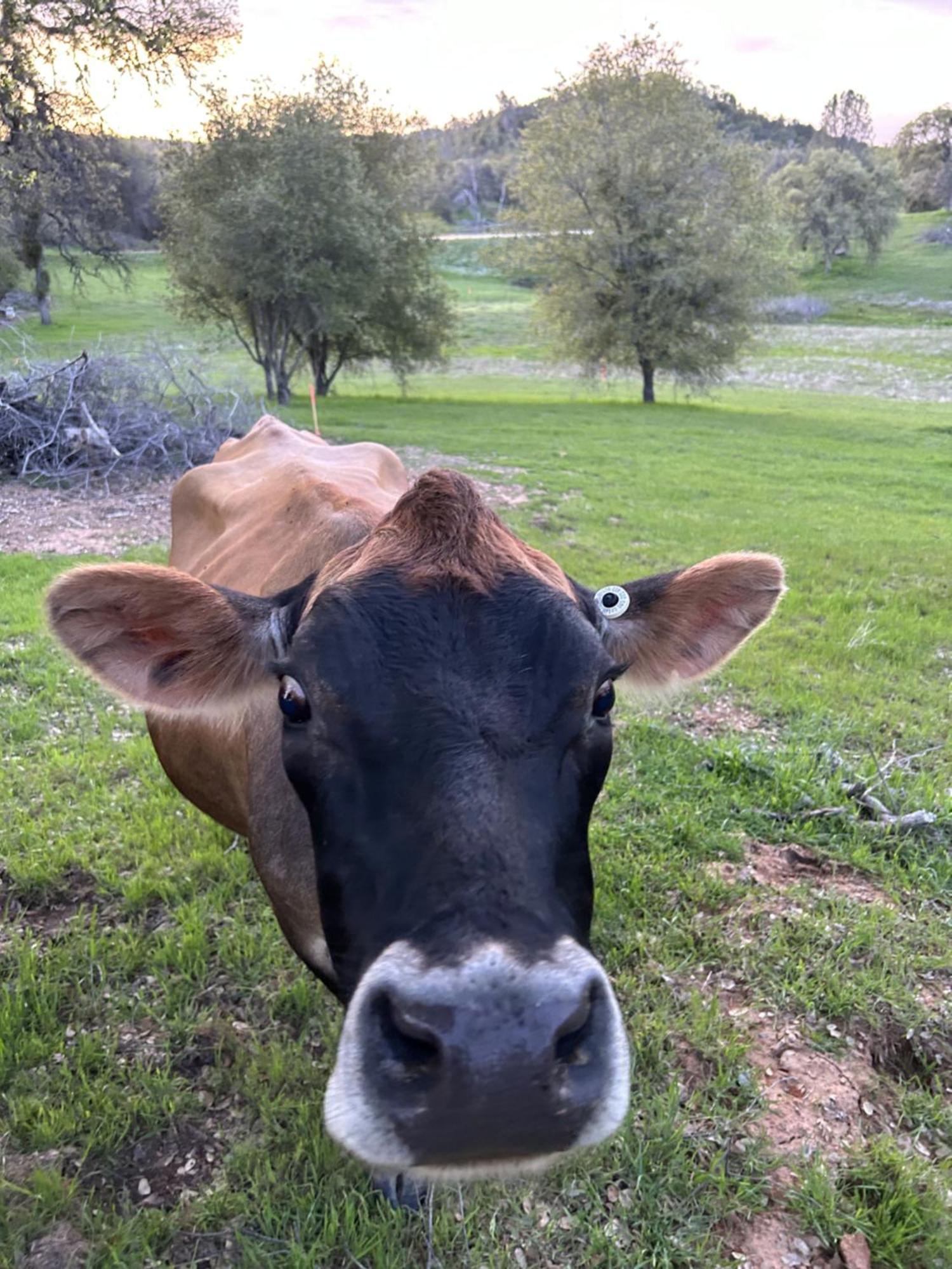 Rolling Oaks Ranch - 200 Acres Of Lakeside Beauty & Countryside Serenity ماريبوسا المظهر الخارجي الصورة