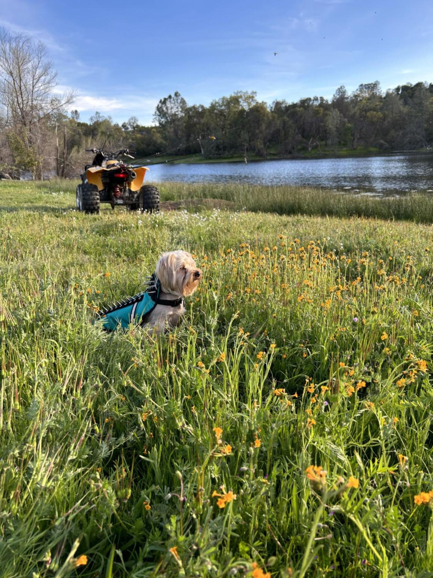 Rolling Oaks Ranch - 200 Acres Of Lakeside Beauty & Countryside Serenity ماريبوسا المظهر الخارجي الصورة